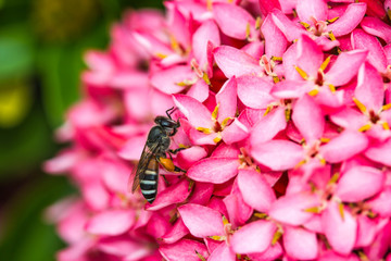 Little bee on flower