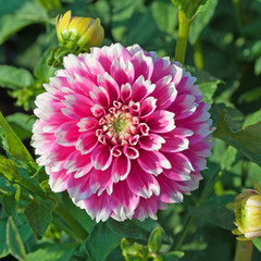 Dahlie