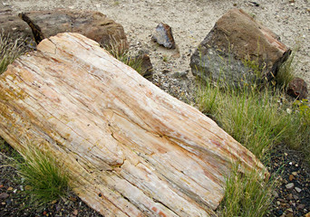 Petrified Wood