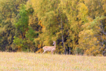 Roe deer in a field