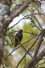 Starling with a caterpillar in its beak