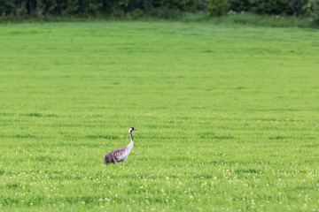 Obraz na płótnie Canvas Common Crane on meadow