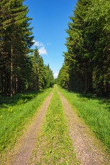 Forest road
