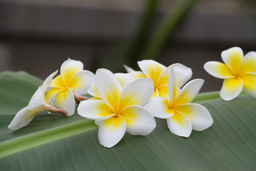 Naklejka premium Plumeria