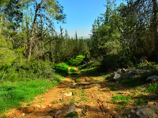 Road in green forest