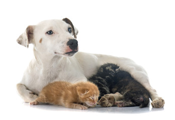 dog and kitten