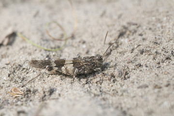 blue-winged grasshopper - Oedipoda caerulescens