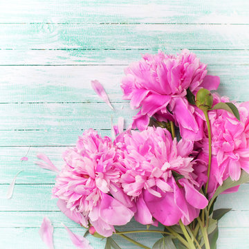 Splendid  pink  peonies flowers