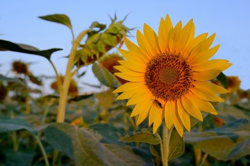 Campo di girasoli