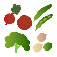 Kale, broad beans, beets,  isolated on white background. Editable and design suitable vector illustration.