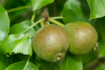 Неспелые зеленые груши на ветке дерева