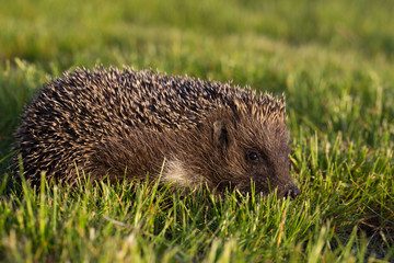 Hedgehog on the grass
