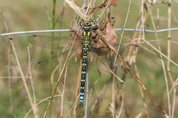Southern hawker - Aeshna cyanea