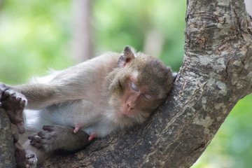 眠るサル
