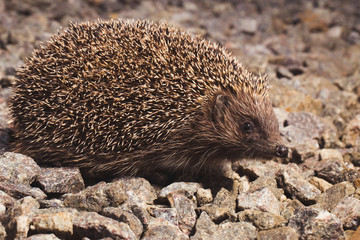 Hedgehog on stones