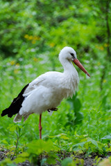 White stork