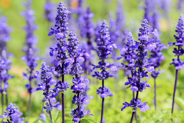 Obraz premium Blue Salvia (salvia farinacea) flowers blooming in the garden and field