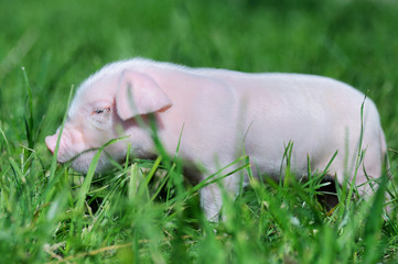 Small piglet on a  grass