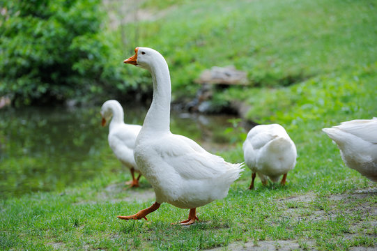 White Domestic goose