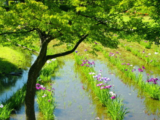 青モミジと菖蒲咲く風景