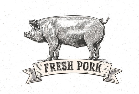 Graphic pig with the inscription:"Fresh pig". Vector illustration drawn, by hand. 