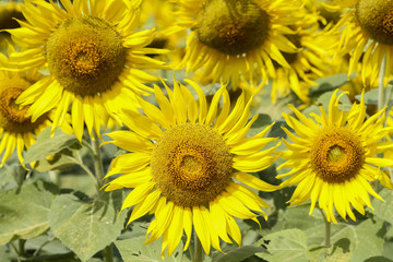 Obraz premium sunflowers at the field in summer on blue sky