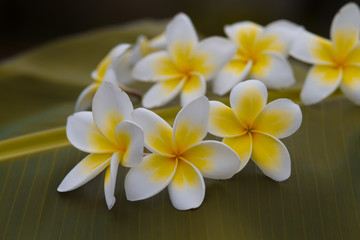 Naklejka premium Plumeria