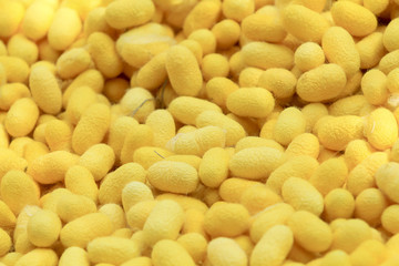 Close up yellow and white silkworm cocoon combined into the background.