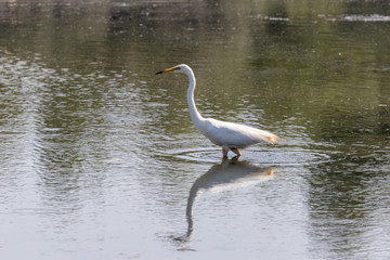 Great white egret hunting on a rural pond