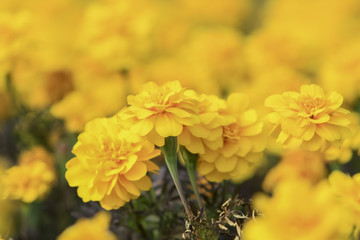 close up french marigold flower on field of flowers