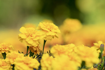 close up french marigold flower on field of flowers