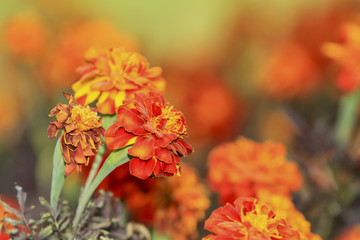 close up french marigold flower on field of flowers