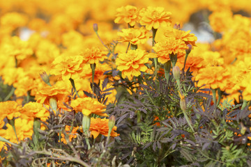 close up french marigold flower on field of flowers