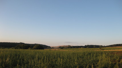 campos cultivados