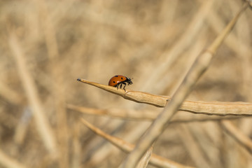 Ladybird in field