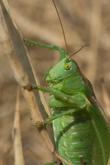 Great Green Bush-Cricket - Grünes Heupferd