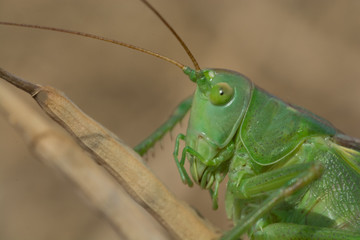 Great Green Bush-Cricket - Grünes Heupferd