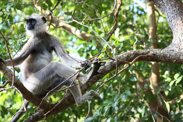 Hanuman Langur Monkey on the branch at Anuradhapura (Sri Lanka)
