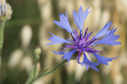 Cornflower - Kornblume