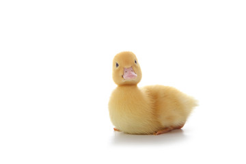 Yellow duckling