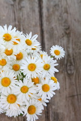 Obraz premium Beautiful chamomiles