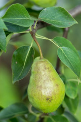 Неспелая груша на ветке дерева