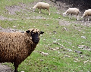 Cing Jing Farm Black Sheep, Taiwan