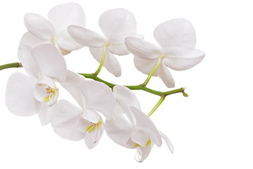 Naklejka na ściany i meble Beautiful orchid on white background 