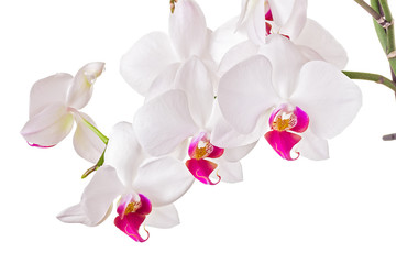 Fototapeta na wymiar Beautiful orchid on white background 