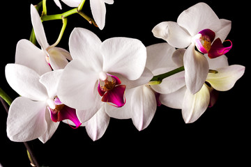 Beautiful orchid on dark background 