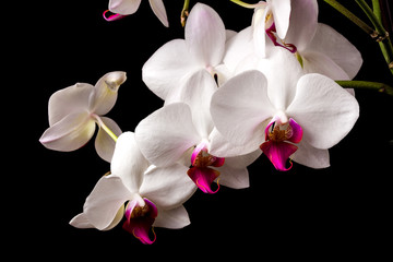 Fototapeta na wymiar Beautiful orchid on dark background 
