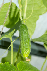 Созревший огурец в теплице