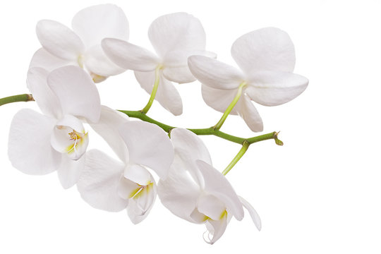 Beautiful orchid on white background 