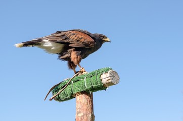 Eagle on the Blue Sky